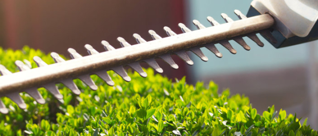 Un ouvrier d'espaces verts est en train de passer un taille-haie sur des haies