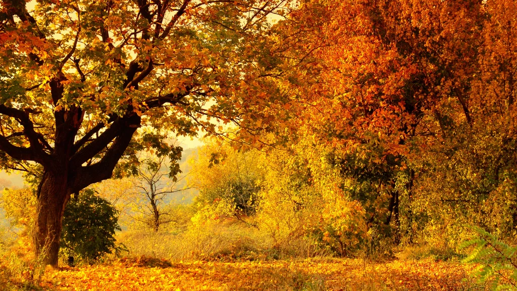 Une forêt d'automne avec des arbres aux feuilles oranges