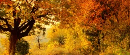 Une forêt d'automne avec des arbres aux feuilles oranges