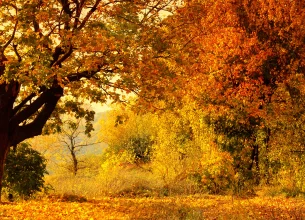 Une forêt d'automne avec des arbres aux feuilles oranges