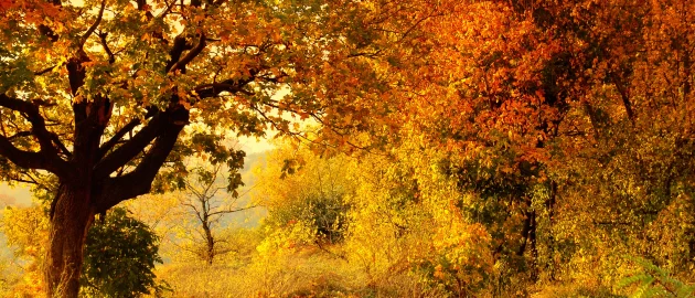 Une forêt d'automne avec des arbres aux feuilles oranges