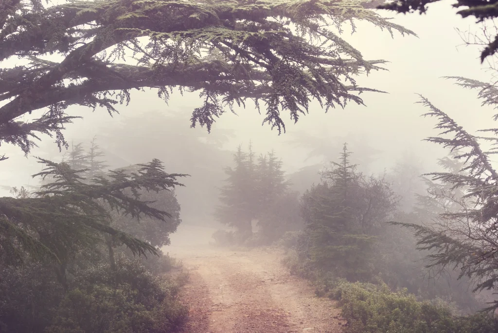 Une forêt de sapins avec un sentier, remplit de brouillard