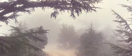 Une forêt de sapins avec un sentier, remplit de brouillard