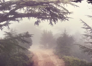 Une forêt de sapins avec un sentier, remplit de brouillard